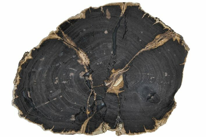 Petrified Wood (Schinoxylon) Round - Blue Forest, Wyoming #184982